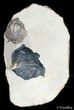 Metacanthina & Cyrtometopus Trilobite Association #3130-5
